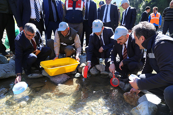 Rize derelerine balık bırakılacak