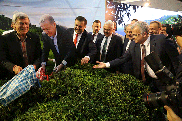 Kocaelin de Rize hasreti bitti