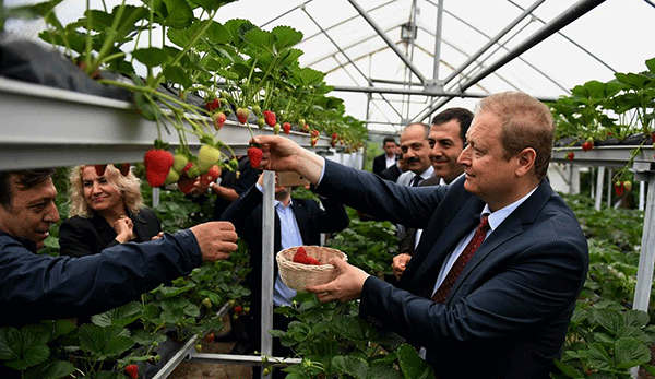 Topraksız çilek hasadı