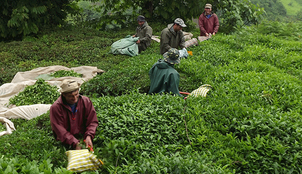 Çay üreticisi harama boğuldu