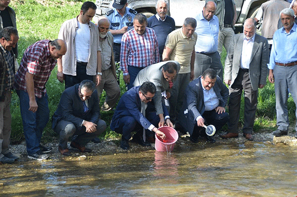 Balahor deresine balık bırakıldı