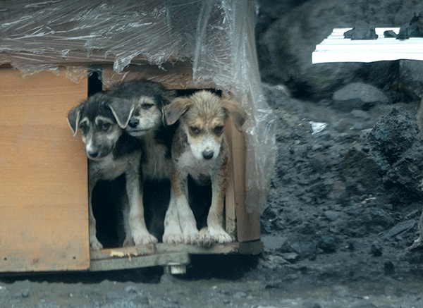 Yavru köpekler taş ocağına terk edildi