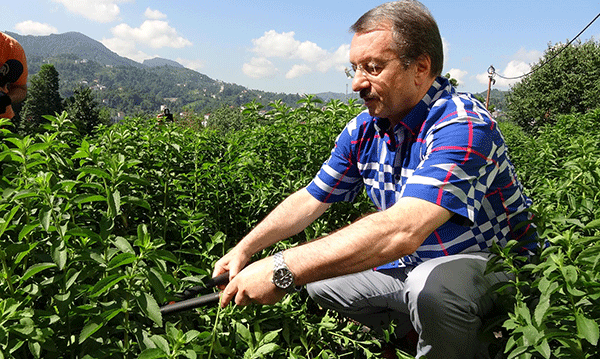 Şeker fabrikası kuruluyor