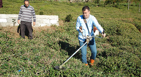 Kaymakam Çay budadı