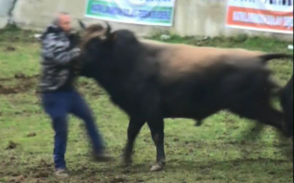 Artvindeki Güreşlerde Boğa Saldırısı