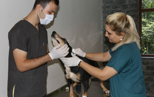 Köpeğin kulağını kesip, sırtını yaktılar