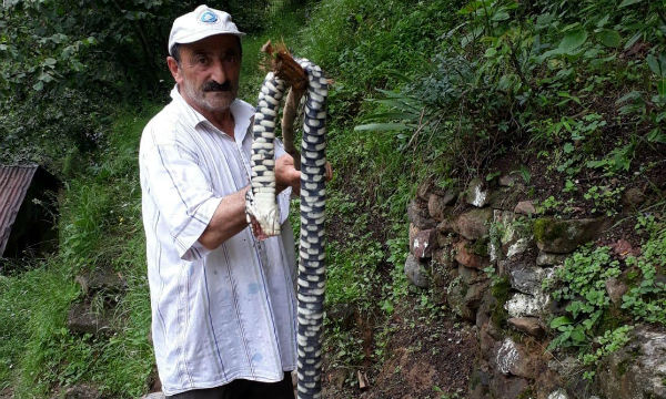 Endemik tür yılanı, sopayla öldürdü