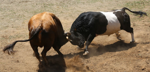 Kafkasör Boğa Güreşleri Başladı