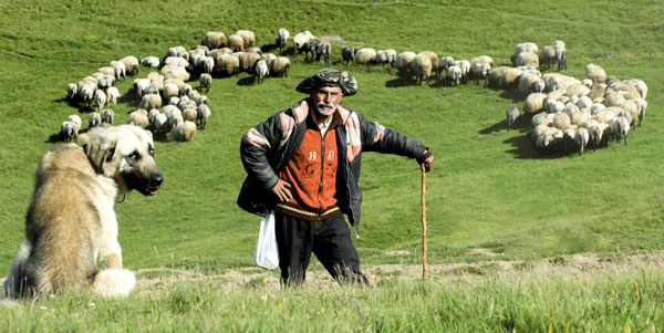 Karadeniz`in göçle renklenen yaylaları