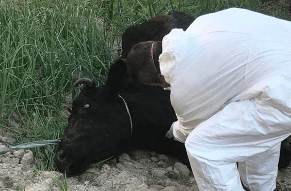 Çiçek Hastalığı Önleyici Aşılama