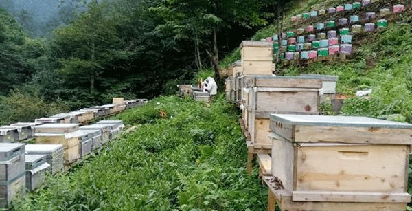 Kafkas ana arı üretimi için kollar sıvandı