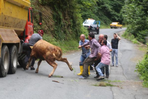 BOĞA, SAHİPLERİNE ZOR ANLAR YAŞATTI