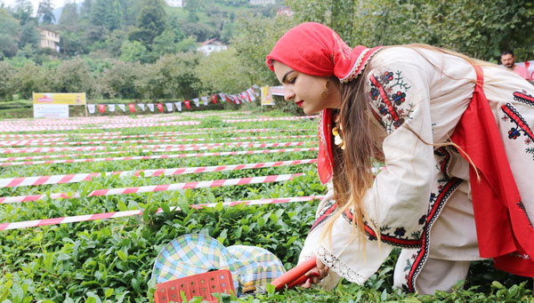 En hızlı çay toplamak için yarıştılar