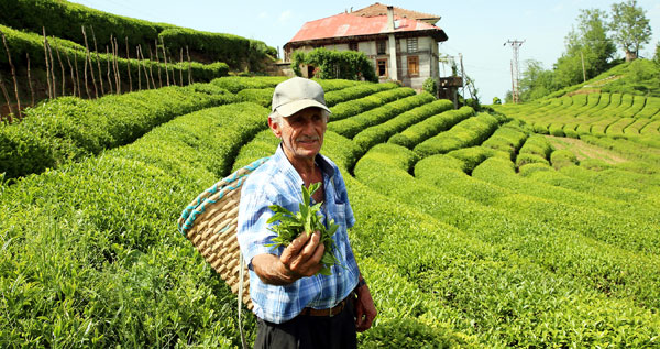 Beyaz çay, kilosu 4 bin liradan satışa çıktı