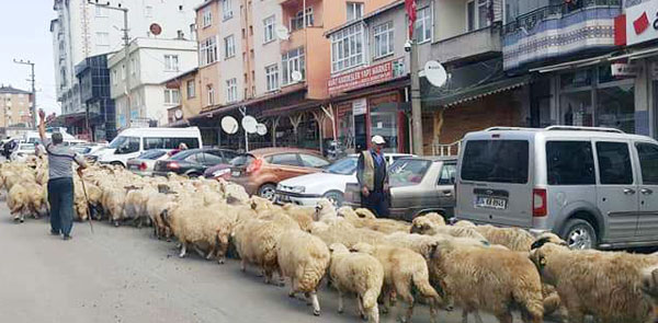 Yayladan dönüş başladı