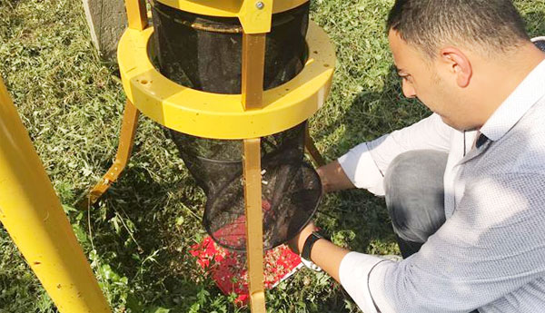 Kelebek ve Halyomorpha için zirai mücadele başladı