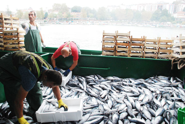 Denizden 30 ton palamutla döndü