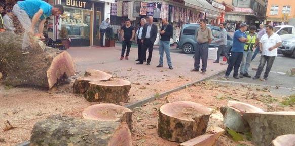 Rize`de asırlık çınarın kesilmesine tepki yağdı