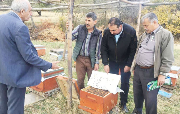 Eşek arıları, bal üreticilerinin kâbusu oldu