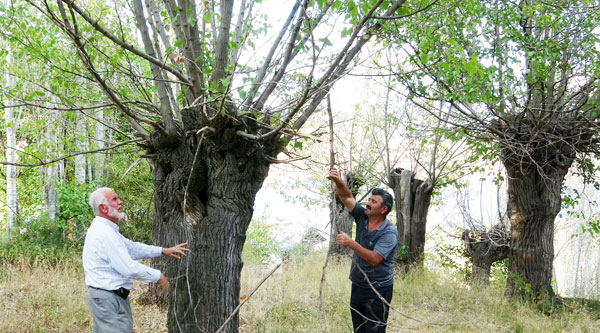 300 yıllık dut ağaçları kuruyor