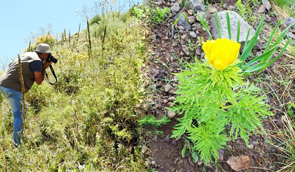 150 yıl sonra görülen `kandamlası` korumaya altında