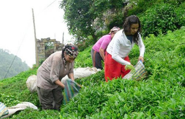 Yaş çay sezonu bitiyor