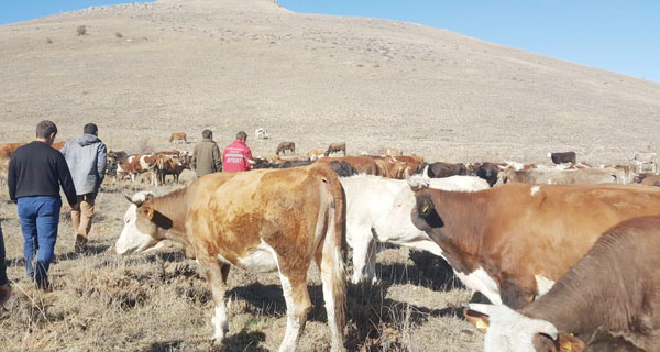 Zehirlenen 250 büyükbaş, telef olmaktan kurtarıldı