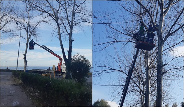 Rize Belediyesinden ağaçlara kuş yuvası