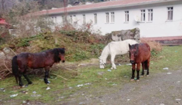 Başı Boş Atlar Tehlike Saçıyor