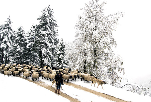 Çobanların zorlu dönüş yolculuğu