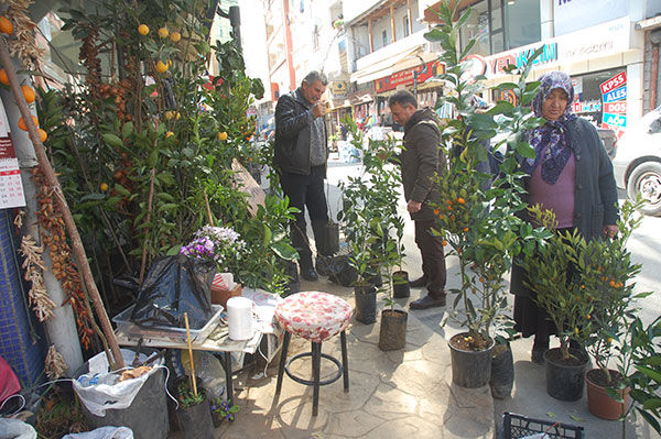 Rize de fidan satışları arttı