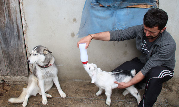 Oğlak ile köpeğin dostluğu