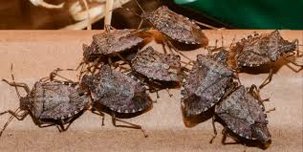 Bölgede Halyomorpha istilası