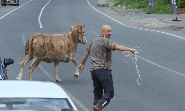 Acemi kasaplar ve kaçan kurbanlar