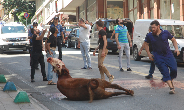 Kaçan inek Rizeyi birbirine kattı