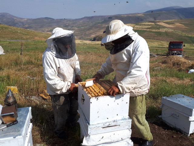 Anzerde bal sağımı başladı