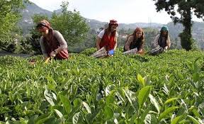 Çay tavan değil taban yaptı