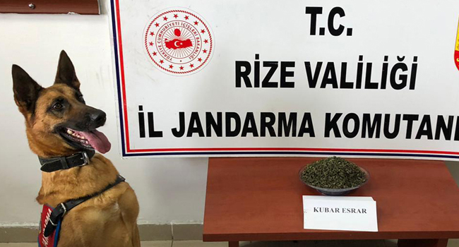 Jandarma göz açtırmadı