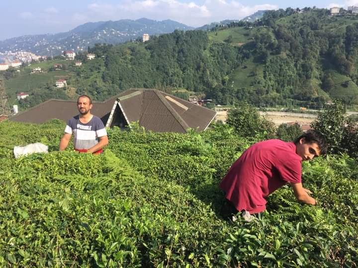 Çaydan sonra çay tohumu