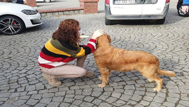 Sahipsiz köpekler koruma altında