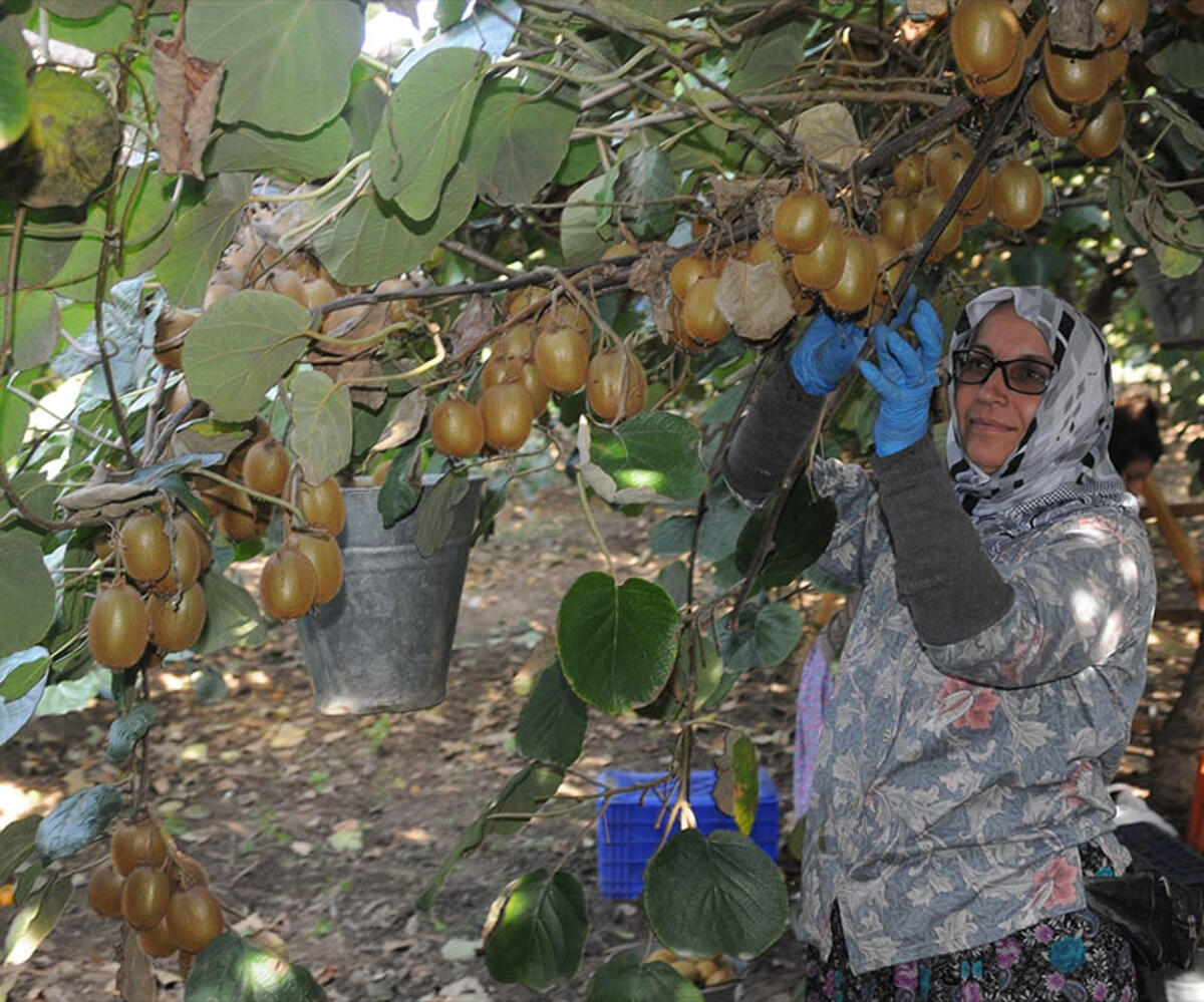 Rize bitirdi, Fındıklı artırdı