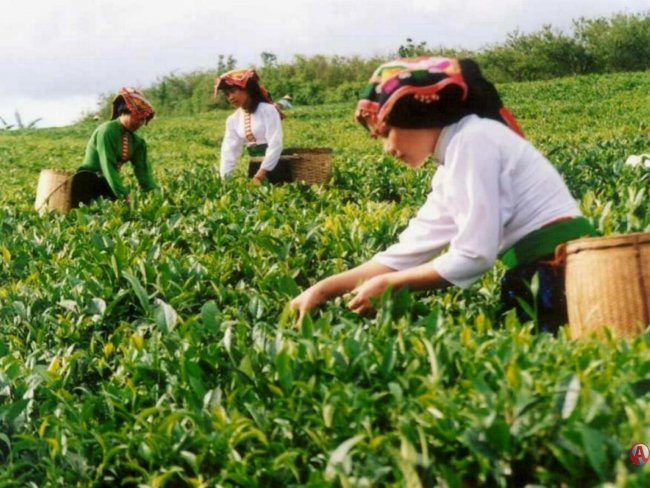 ÇAY KANUNU ÇIKIYOR