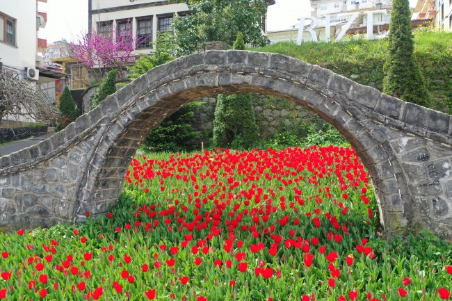 50 BİN LALE’ RİZE’Yİ SÜSLÜYOR