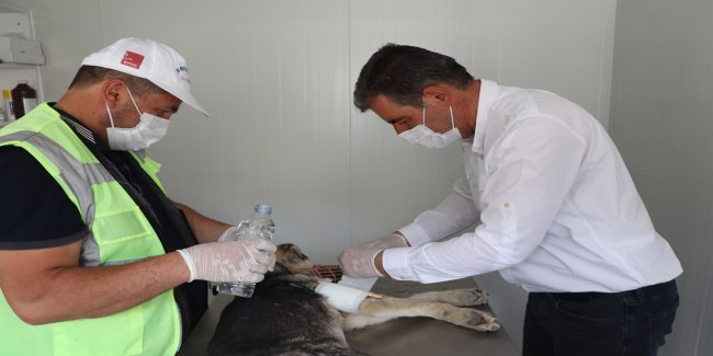 YARALI SOKAK KÖPEĞİNE ŞEFKAT ELİ