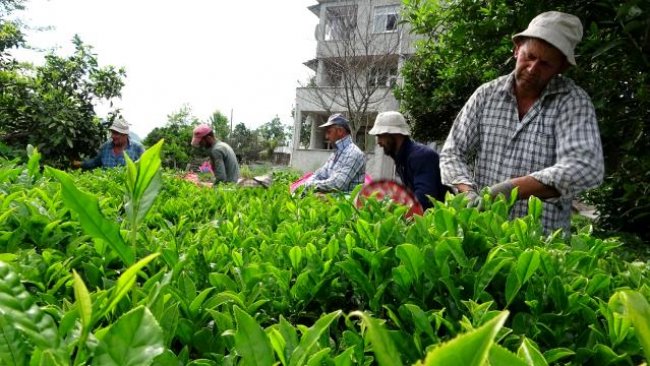 Çay hasadı başladı