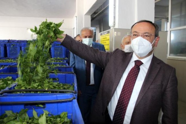 ÇAYKUR 3 günde 12 bin ton çay aldı