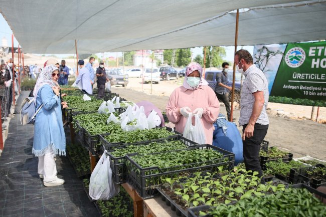 Ardeşen’de 10 Bin Adet Fide Dağıtıldı