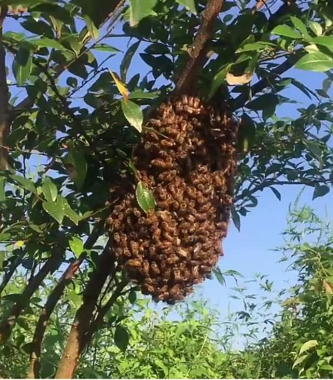 Yaylalarda bu görüntüler ilgi çekiyor