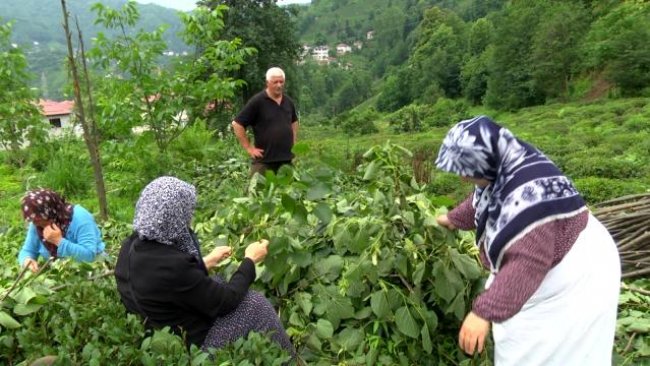 Ihlamur hasadı başladı