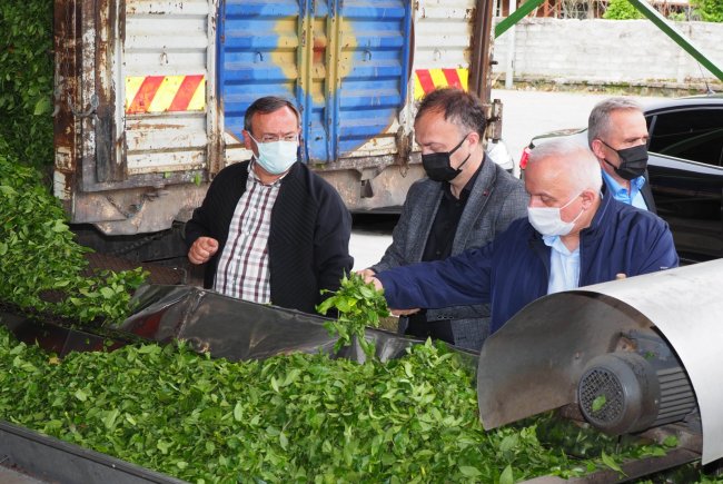 Çay alımları yeniden başladı